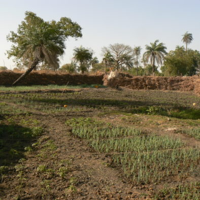 jardins maraichers