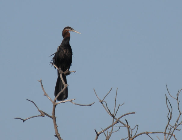 Anhinga d'Afrique