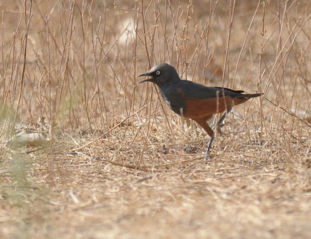 Choucador à ventre roux