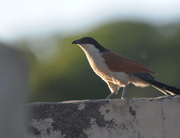 Coucal du Sénégal