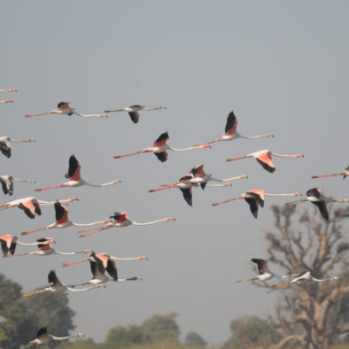 Flamant rose