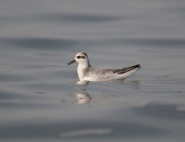 Phalarope à bec large