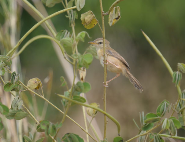 Prinia modeste