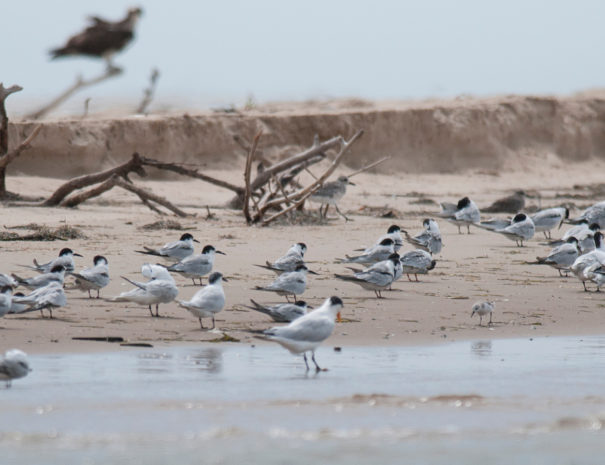 Sternes, limicoles et balbuzard